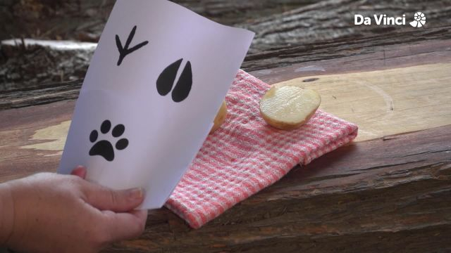 Newts - Deer Lose their Antlers