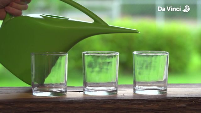 Newts - Noisey Newts