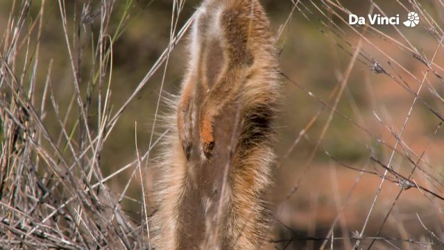 How Big is a Meerkat