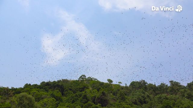 Giant Bats Eat Fruits
